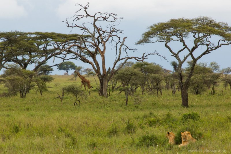Young lions with a giraffe in sight, Serengeti National Park