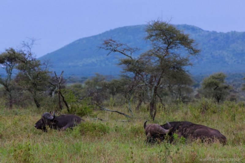 Buffaloes, Serengeti National Park