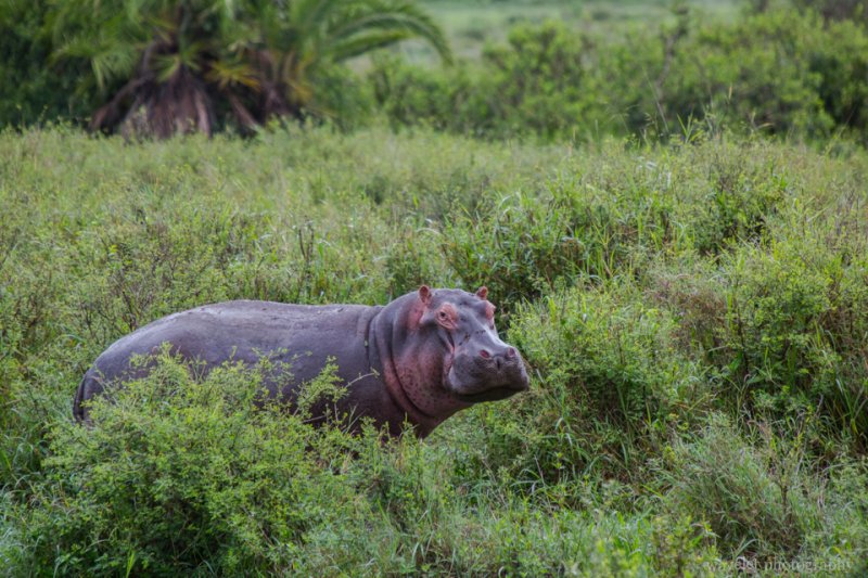 Hippo, Serengeti National Park