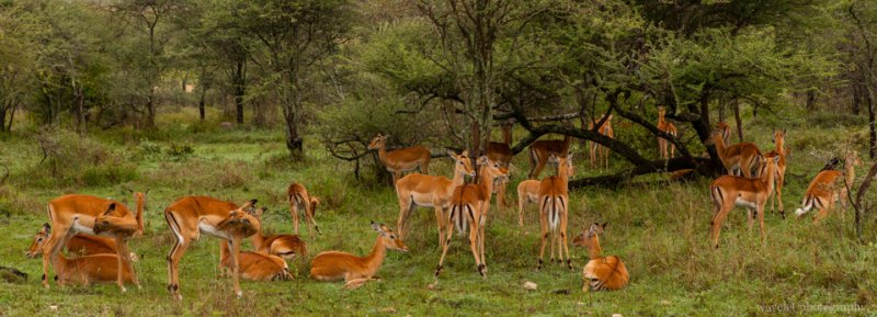 Impala herd, Serengeti National Park