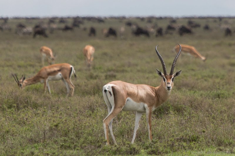 Grant's Gazelle, Serengeti National Park