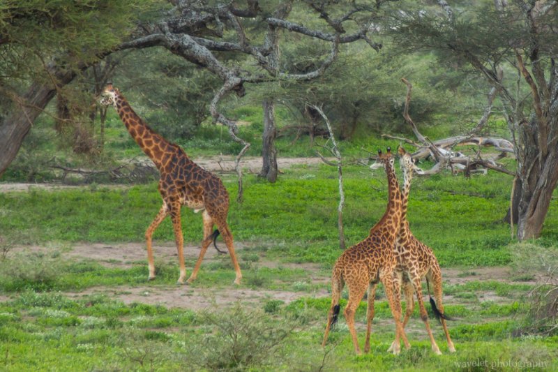 Giraffe fight, Lake Ndutu