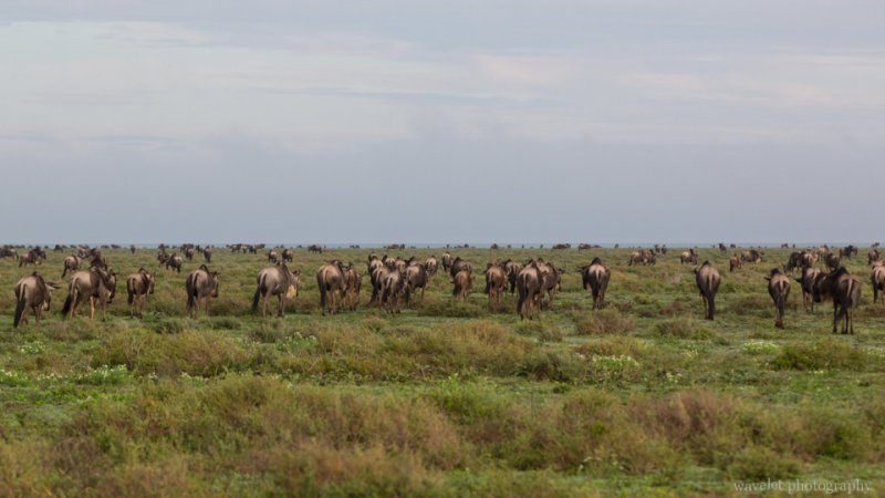 Migration, Near Lake Ndutu