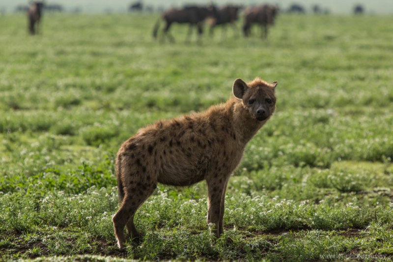 Hyenas, Near Lake Ndutu