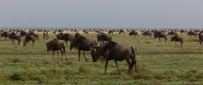 Wildebeests in migration, Near Lake Ndutu