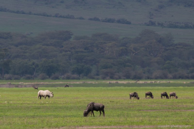 Black Rhino, Ngorongoro Crater