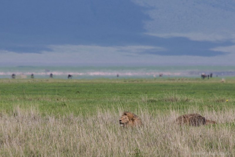 Lions, Ngorongoro Crater