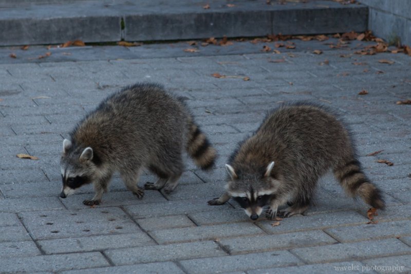 A pair of raccoons at Mount Royal Park, Montreal