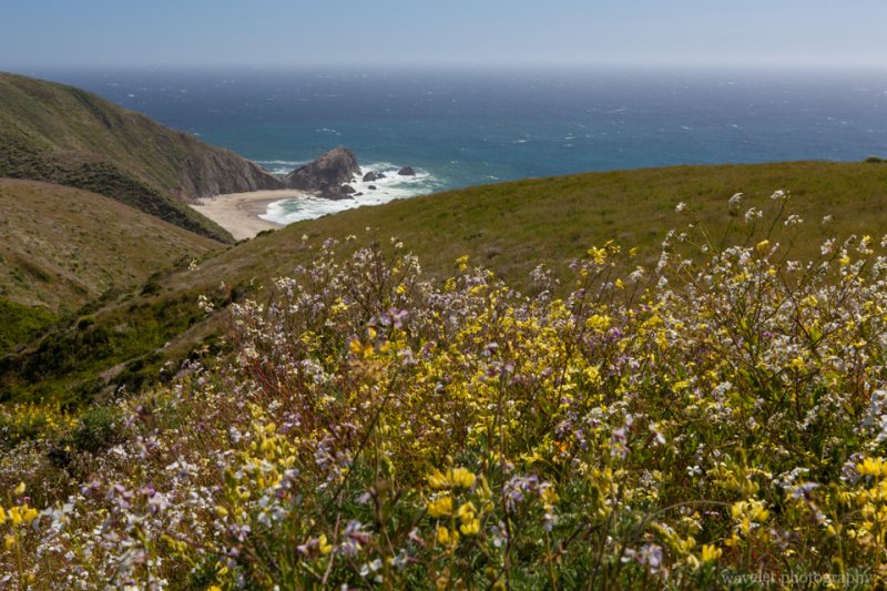 Look back at McClures Beach from Tomales Point Trailhead, Point Reyes