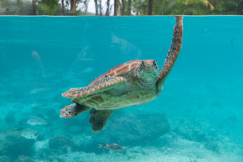 The Turtle Sanctuary in Le Méridien Bora Bora