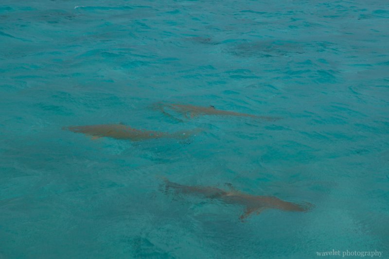 Swimming with sharks, Shark and Ray feeding tour, Bora Bora