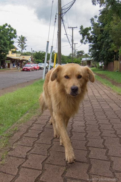 A street dog, Easter Island