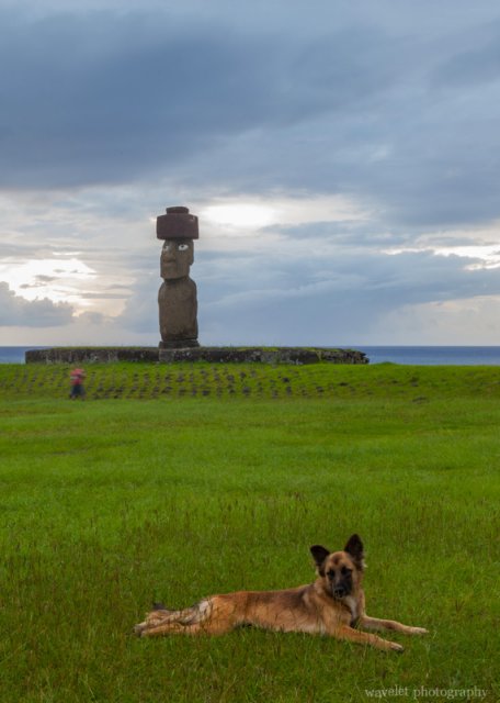 A dog at Ahu Tahai, Easter Island
