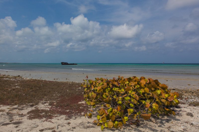 A shipwreck near Malmok Beach, Aruba