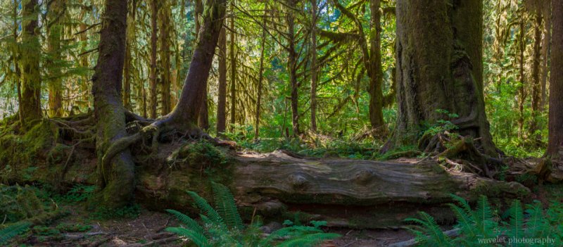 Hoh Rain Forest, Olympic National Park, Washington