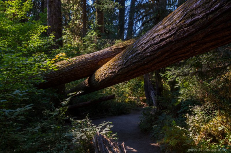 Hoh Rain Forest, Olympic National Park, Washington