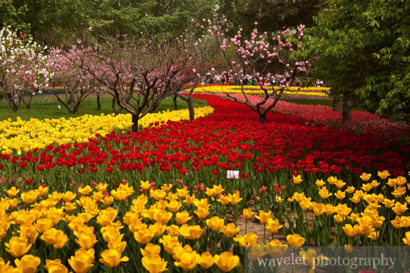 Beijing Botanic Garden (北京植物园)