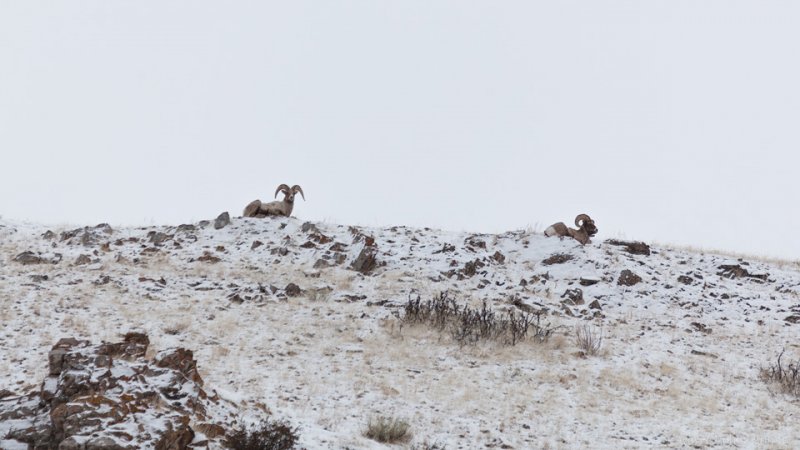 Rams on the hill, Wildlife Tour
