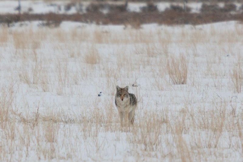 A fox in the field, Wildlife Tour