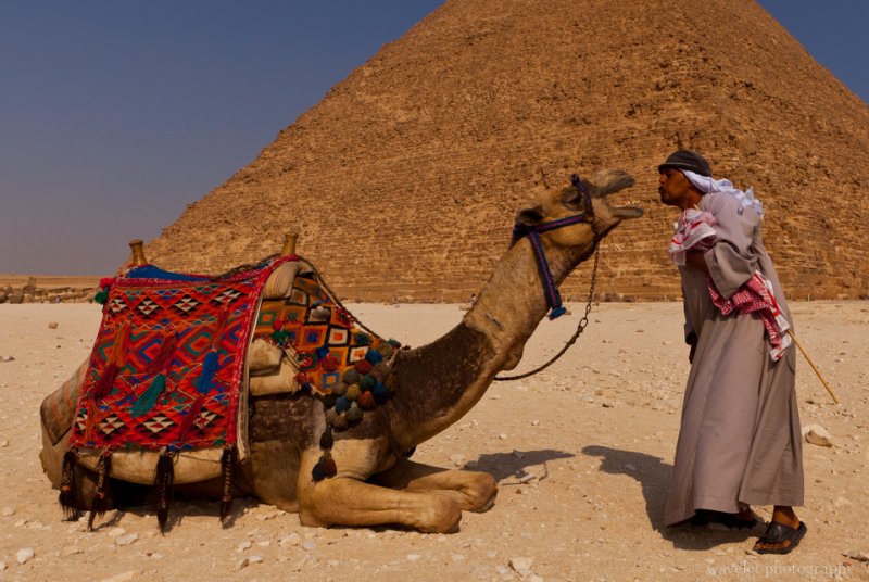 Camel for Photo