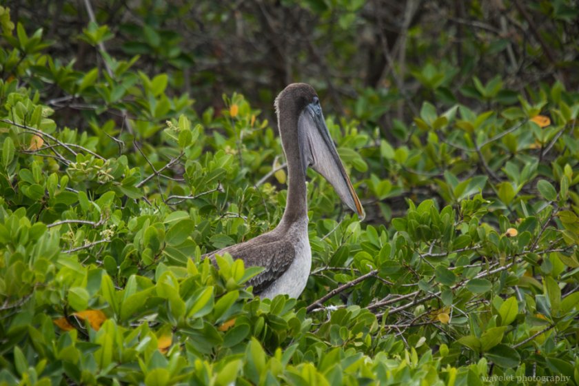Pelican on mangroves, Puerto Ayora, Santa Cruz Island