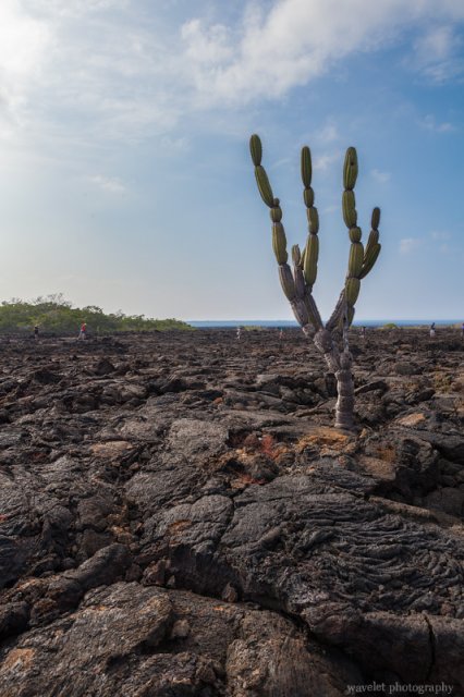 Candelabra Cactus, Punta Moreno, Isabela Island