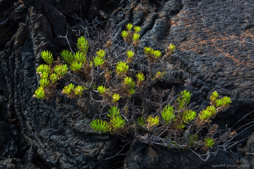Thin Leafed Darwin's Shrub, Punta Moreno, Isabela Island