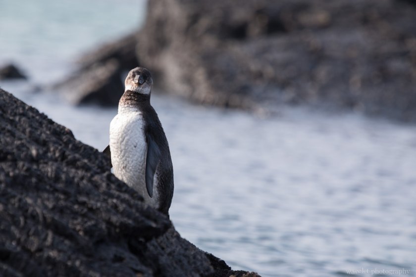 Galapagos Penguin, Punta Moreno, Isabela Island