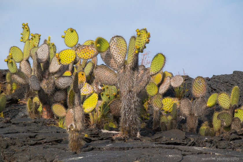 Prickly Pear Cactus, Punta Moreno, Isabela Island