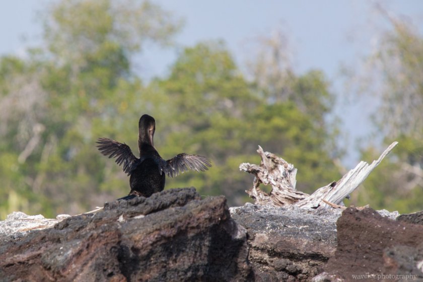 Flightless Cormorant, Punta Moreno, Isabela Island