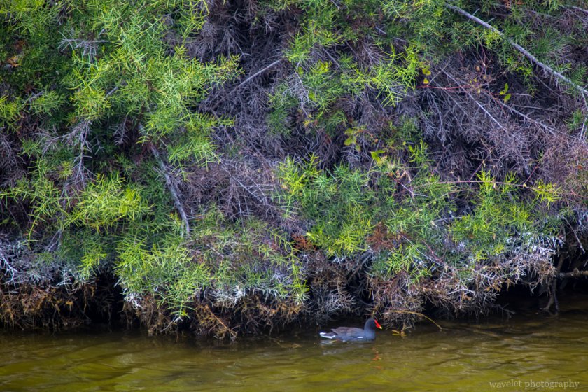 Common Gallinule, Punta Moreno, Isabela Island