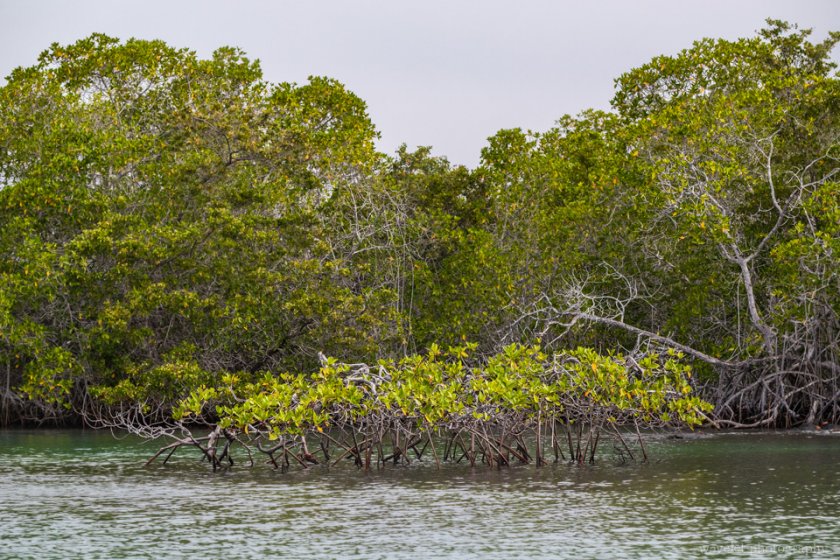 Mangroves, Punta Mangle, Fernandina Island