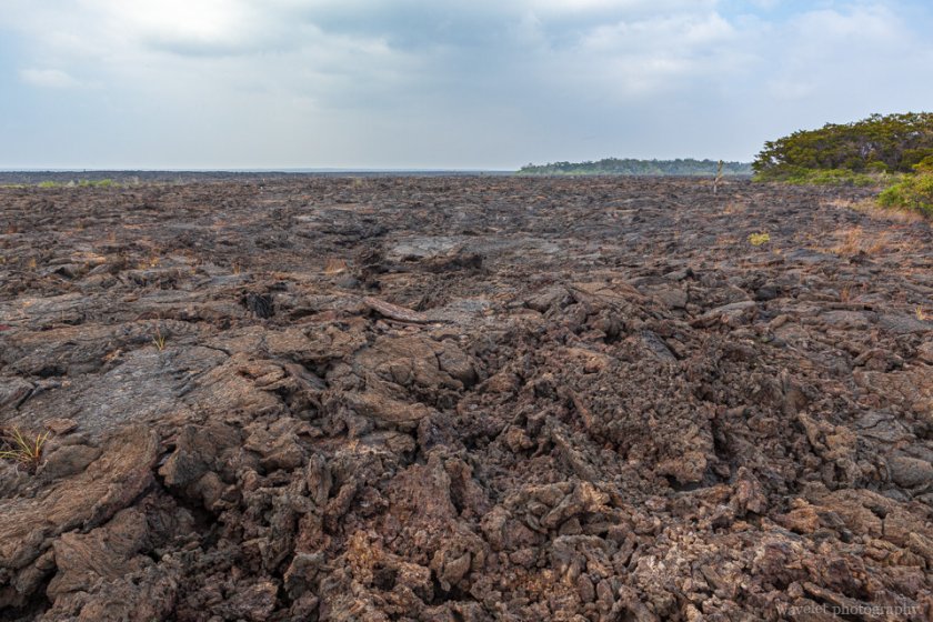 Lava field, Punta Moreno, Isabela Island