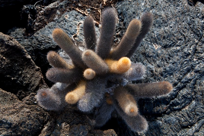 Lava Cactus, Punta Moreno, Isabela Island