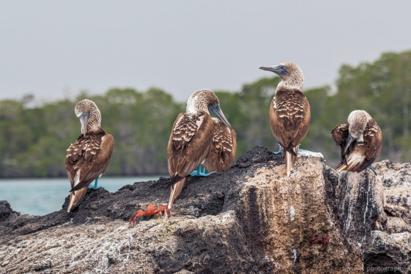 Blue-footed booby, Punta Mangle, Fernandina Island