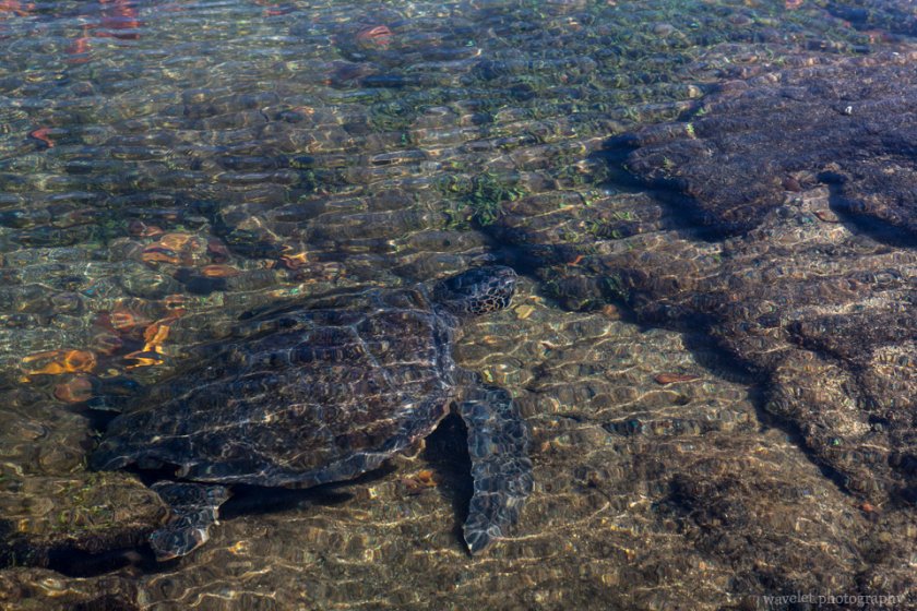 Green turtle, Punta Espinoza, Fernandina Island