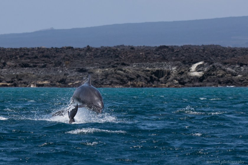 Chasing Dolphins, Punta Espinoza, Fernandina Island