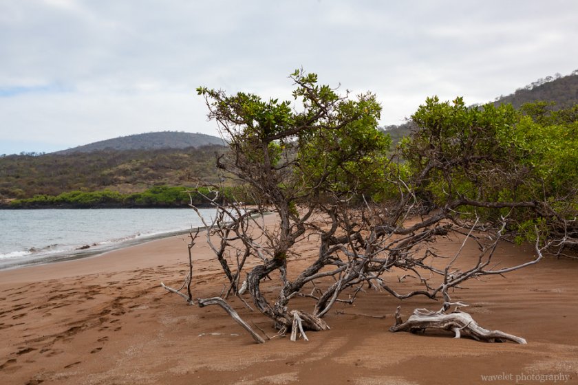 Mangroves on the Espumilla Beach, Santiago Island