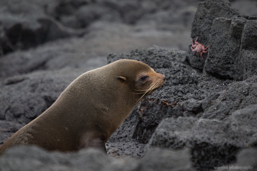 Galapagos Fur Seal, Puerto Egas, Santiago Island