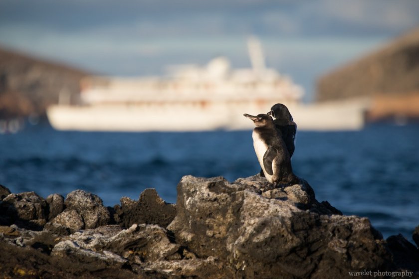 Galapagos Penguins, Sombrero Chino, Santiago Island