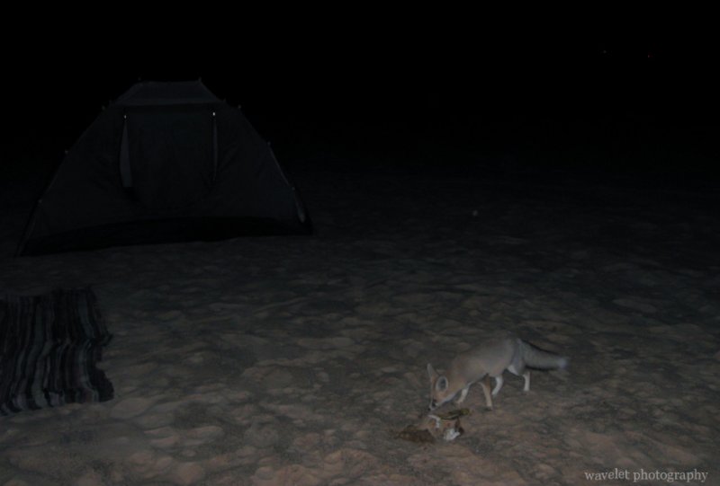 A Fennec Fox Visited Our Camp