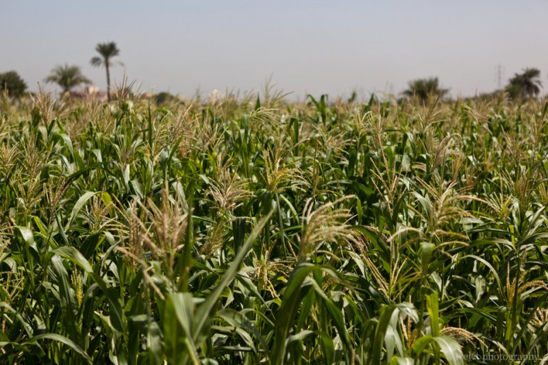 Corn Field in West Bank