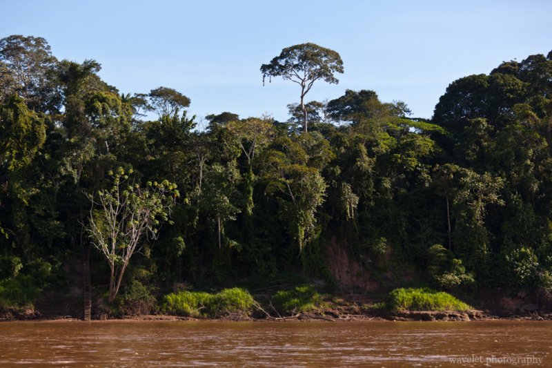 Rainforest along the Tambopata River