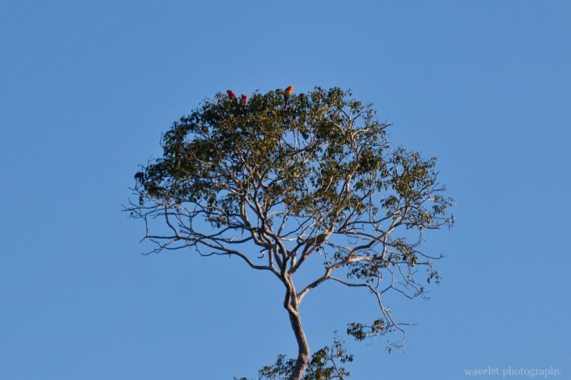 Scarlet Macaws on top of the Tree