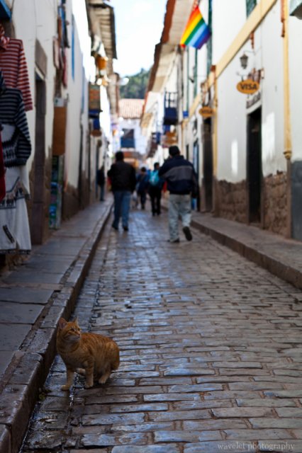 A Cat at Cusco