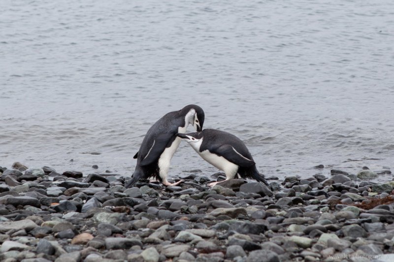Chinstrap Penguins at King George Island