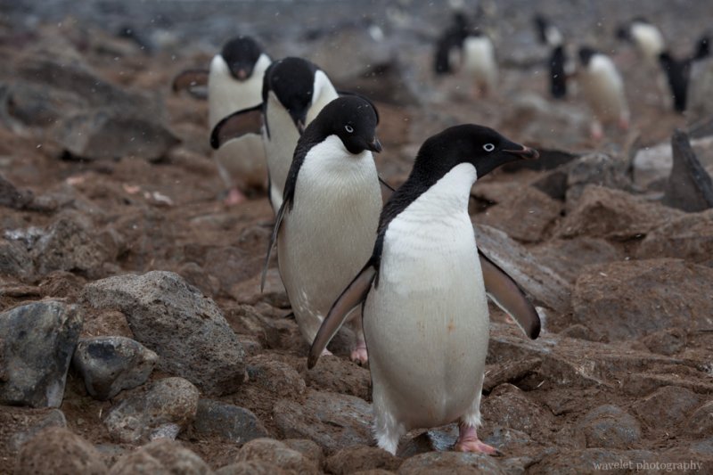 Adélie Penguins, Paulet Island