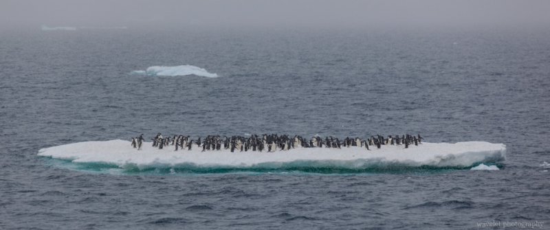 Adélie penguins standing on the flat ice, near Paulet Island