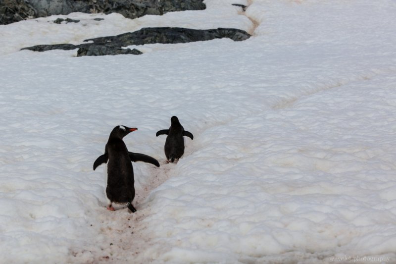 Gentoo Penguins and their highway system, Cuverville Island