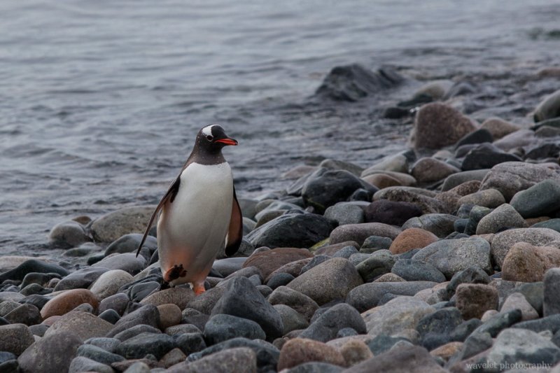 A Gentoo Penguin, Cuverville Island